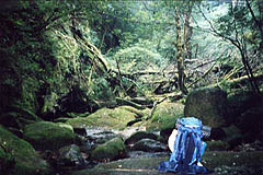 屋久島の苔に覆われた渓谷(鹿児島県上屋久町、1998年9月2日）