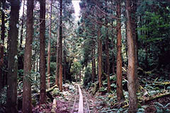 縄文杉への軌道敷（鹿児島県上屋久町、1998年9月3日）