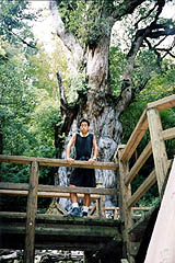 縄文杉(鹿児島県上屋久町、1998年9月3日）