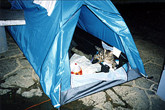 テントまで入ってくるほど人なつっこいのら猫(福島県湯本、1998年7月26日）
