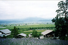 ラベンダー畑から十勝岳を望む(北海道中富良野、1998年8月8日）