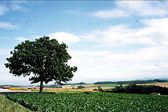 セブンスターの木から美瑛の丘を望む(北海道美瑛、1998年8月10日）
